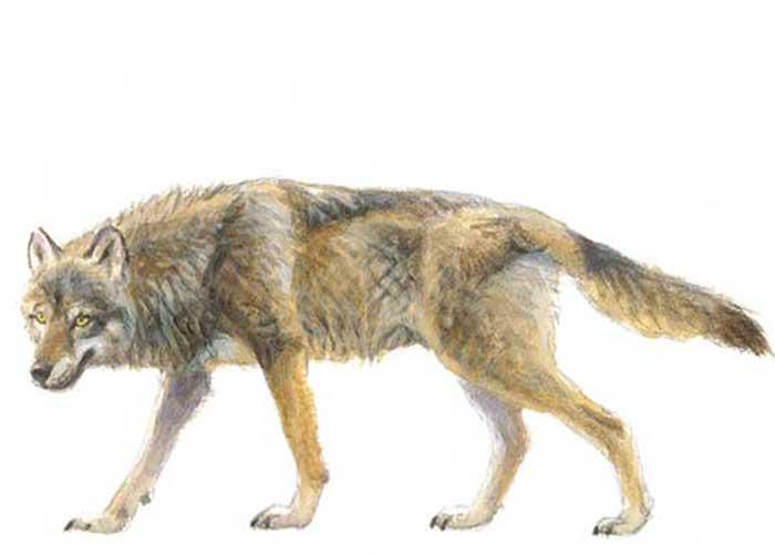 Wolf - Elwin van der Kolk Wolf - Elwin van der Kolk