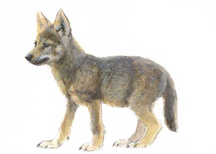 Wolf - Elwin van der Kolk Wolf - Elwin van der Kolk