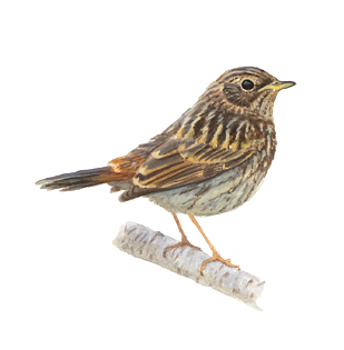 blauwborst juveniel - Elwin van der Kolk