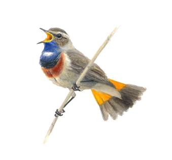 blauwborst mannetje zingend - Elwin van der Kolk