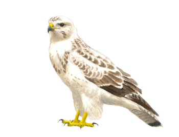 buizerd lichte vorm - Elwin van der Kolk buizerd lichte vorm - Elwin van der Kolk