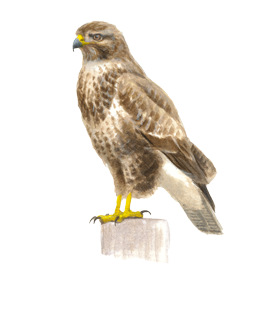 buizerd tussen vorm - Elwin van der Kolk buizerd tussen vorm - Elwin van der Kolk
