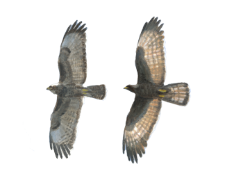 wespendief en buizerd - Elwin van der Kolk wespendief en buizerd - Elwin van der Kolk