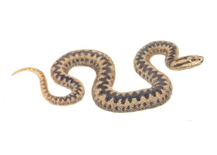 Adder - Elwin van der Kolk