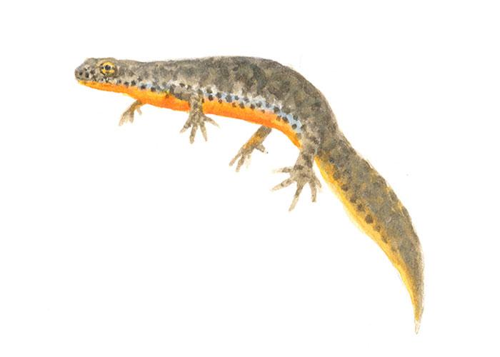 Alpenwatersalamander - Vrouw - Elwin van der Kolk