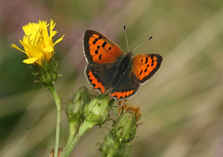 kleine vuurvlinder