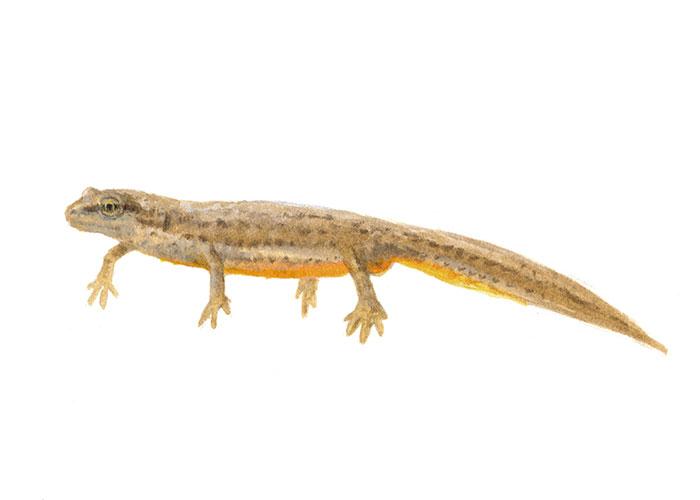 Kleine watersalamander - Vrouw - Elwin van der Kolk