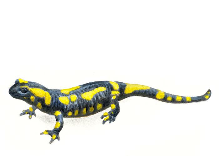 Vuursalamander - Elwin van der Kolk Vuursalamander - Elwin van der Kolk