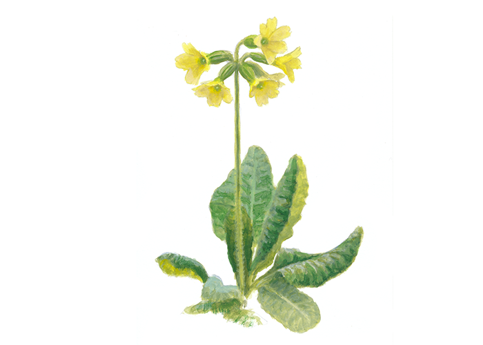 Slanke sleutelbloem - Elwin van der Kolk Slanke sleutelbloem - Elwin van der Kolk