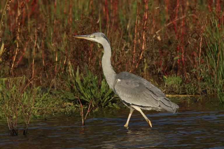 blauwe reiger