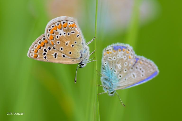 ICARUSBLAUWTJES ICARUSBLAUWTJE mannetje en vrouwtje