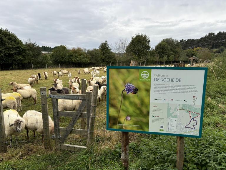 Koeheide met schapen