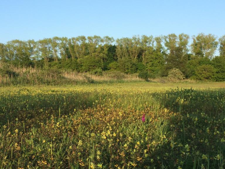 Zwinduinen Zwinduinen
