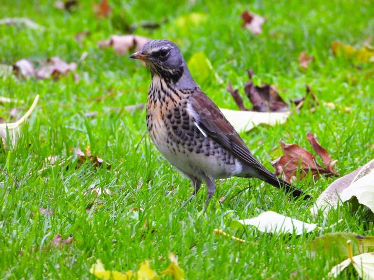 Kramsvogel