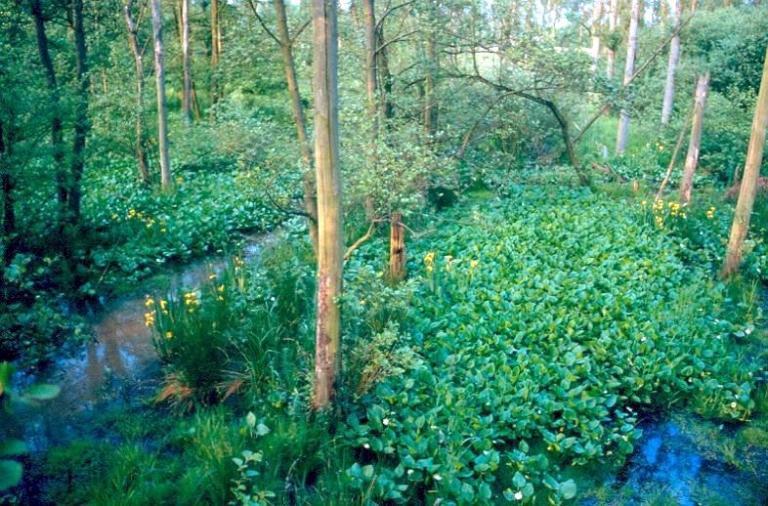 Zwarte Beek zomer