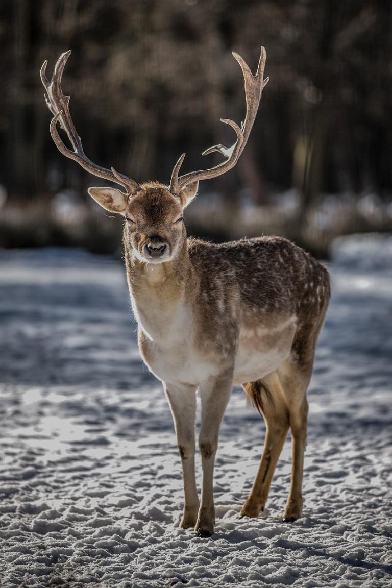 Hert_cursus_zoogdieren