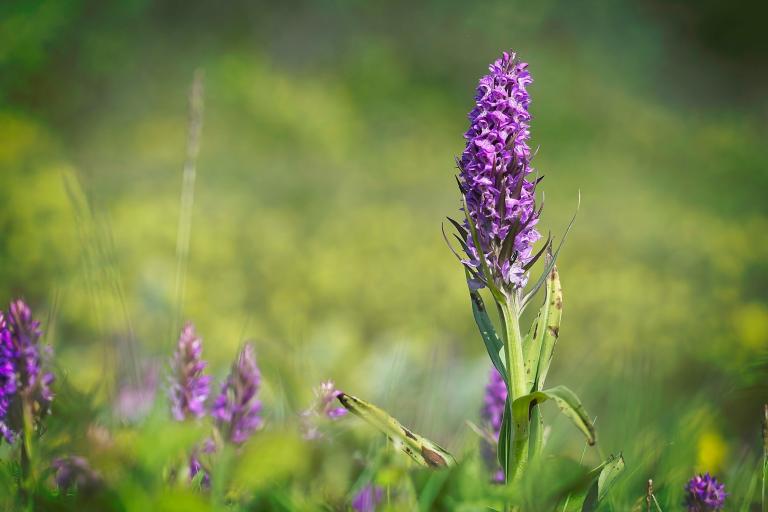 Rietorchis in de Warandeduinen NPM Bloeiende warandeduinen rietorchis