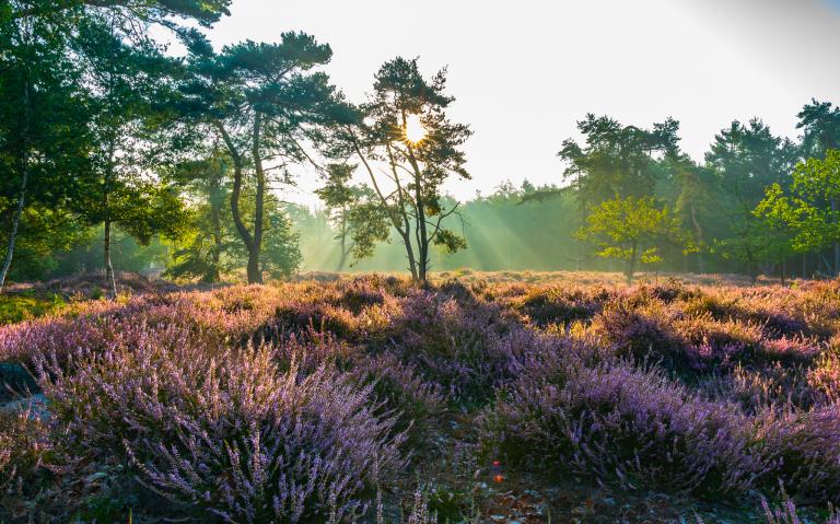 Heidewandeling Heidewandeling