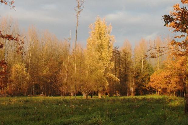 Silsombos - Kortenberg Silsombos - Kortenberg