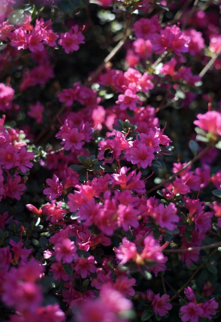 Foto met roze bloemen