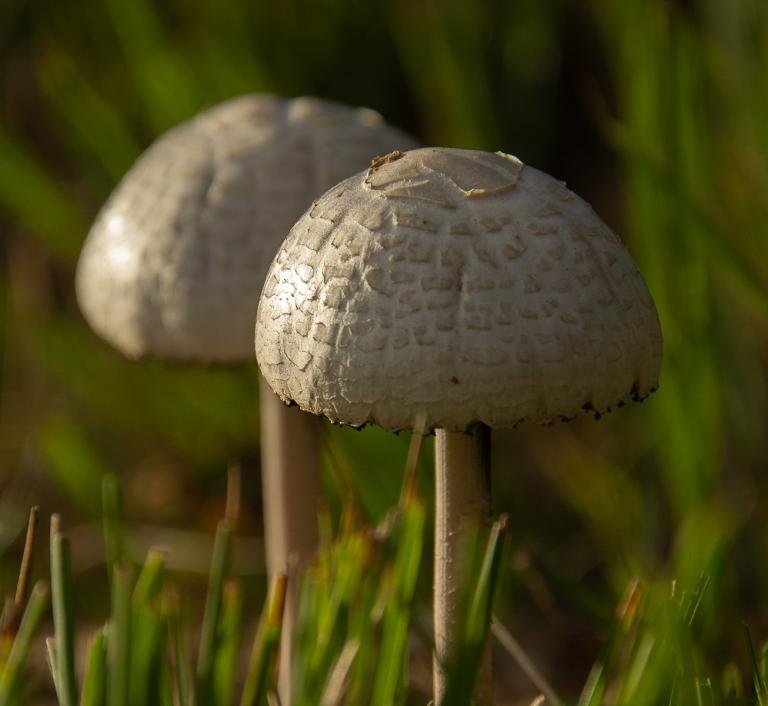 Paddenstoelen aan het Zwart Water. Paddenstoelen aan het Zwart Water.