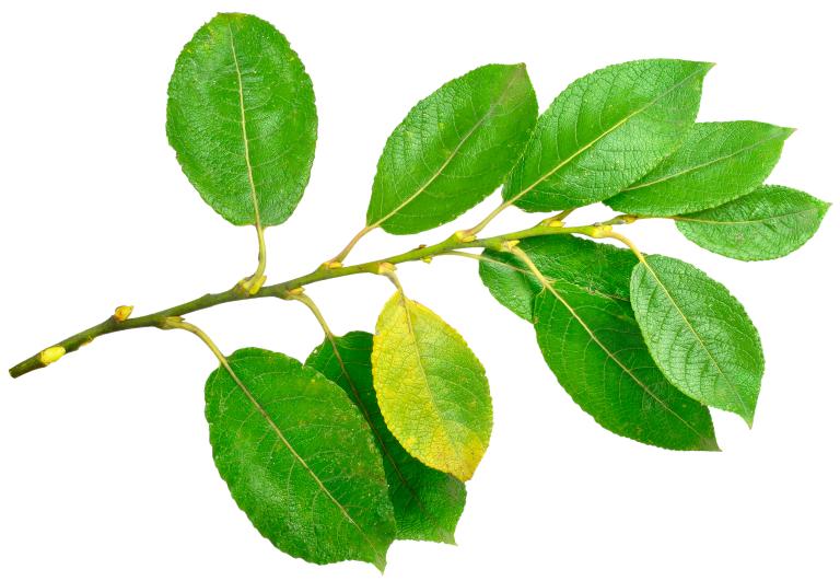 Boswilg blad