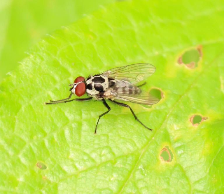 Anthomyia procellaris