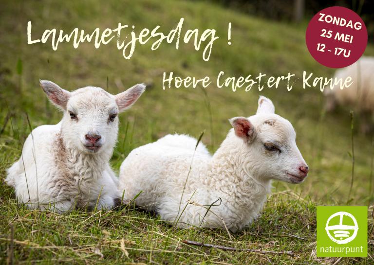 Lammetjesdag 2025