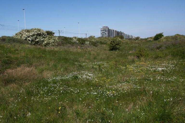 Warandeduinen Bloeiende warandeduinen