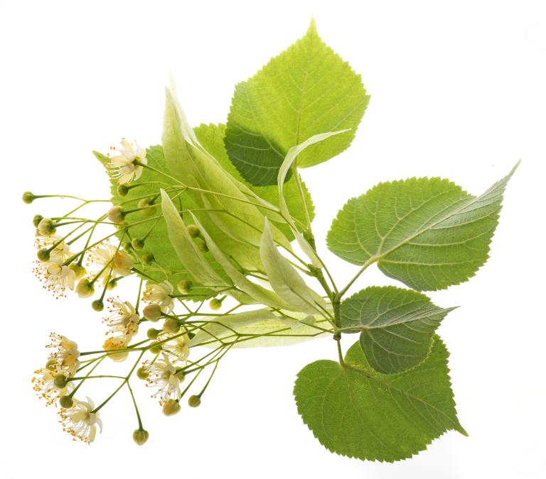 Winterlinde blad