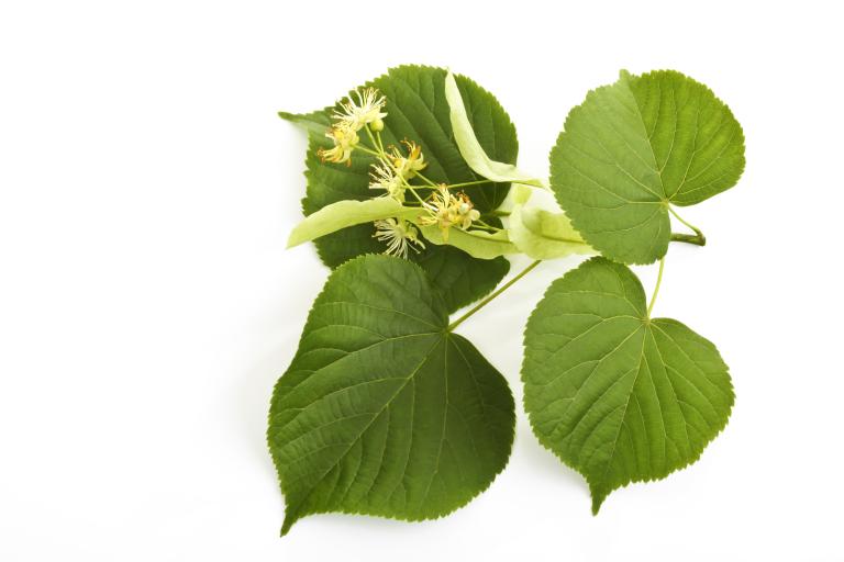 Zomerlinde blad en bloem