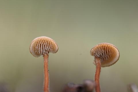 Oorlepelzwam Saxifraga-Luuk Vermeer