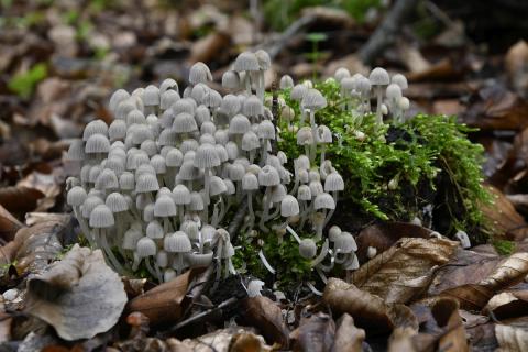 Zwerminktzwam, Saxifraga-Luuk Vermeer