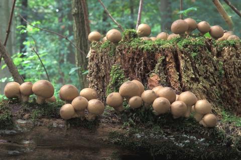 Peervormige stuifzwam, Saxifraga-Jan de Laat