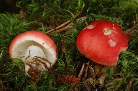 Braakrussula, Saxifraga-Marijke Verhagen
