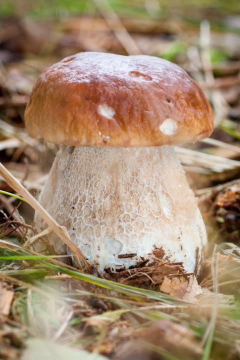 Eekhoorntjesbrood - Boletus edulis - Stefanie Schelfhout