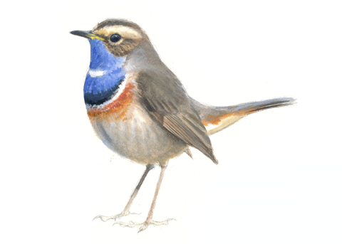 Blauwborst - Elwin van der Kolk