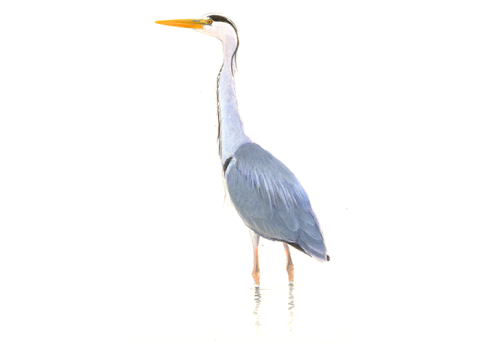 Blauwereiger - Elwin van der Kolk