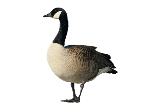 Canadese gans