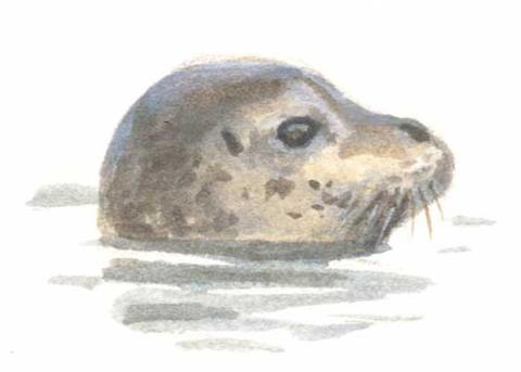 Gewone zeehond - Elwin van der Kolk