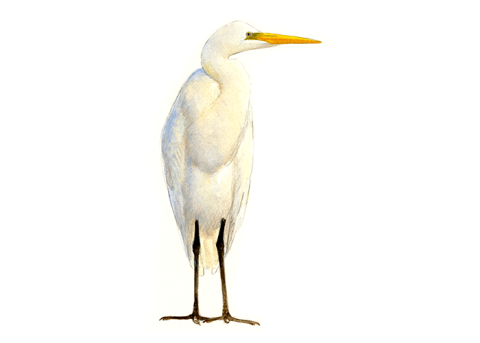Grote zilverreiger - Elwin van der Kolk