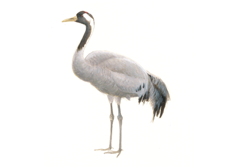 Kraanvogel - Elwin van der Kolk