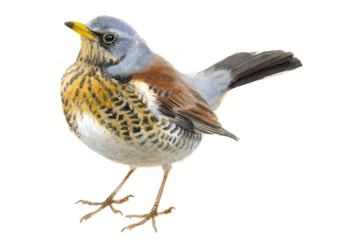 Kramsvogel - Elwin van der Kolk