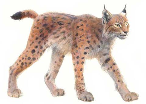 Lynx - Elwin van der Kolk