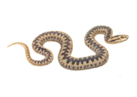Adder - Elwin van der Kolk