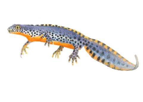 Alpenwatersalamander - Man  - Elwin van der Kolk