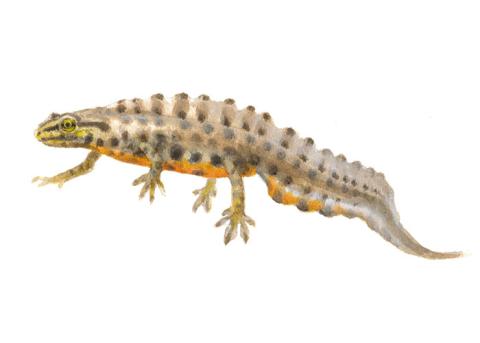 Kleine watersalamander - Man - Elwin van der Kolk