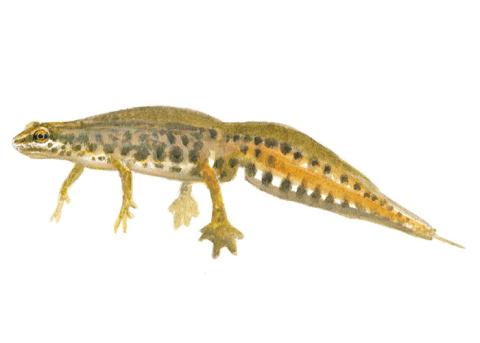 Vinpootsalamander - Man - Elwin van der Kolk