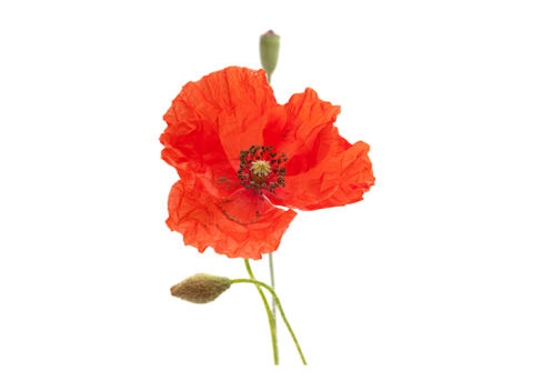 Paspoort - Bleke klaproos - Shutterstock