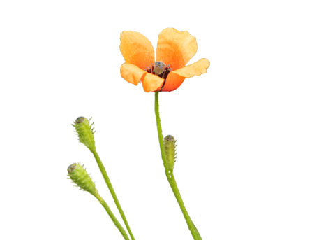 Paspoort - Ruige klaproos - Shutterstock